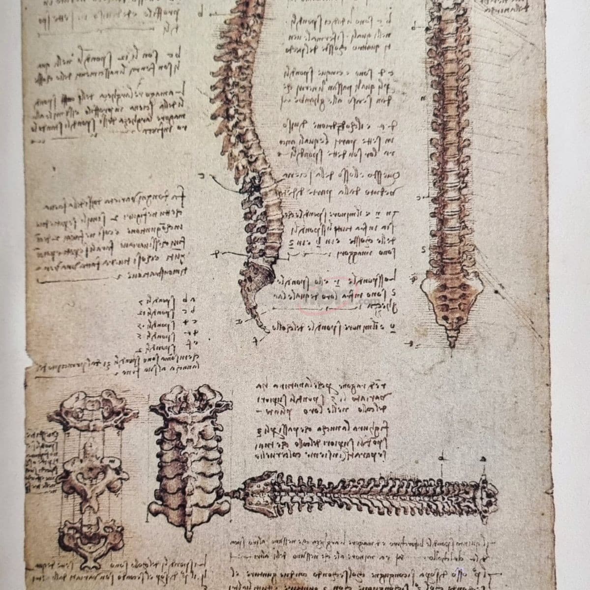 Leonardo da Vinci Disegni anatomici