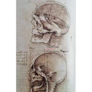 Leonardo da Vinci Disegni anatomici