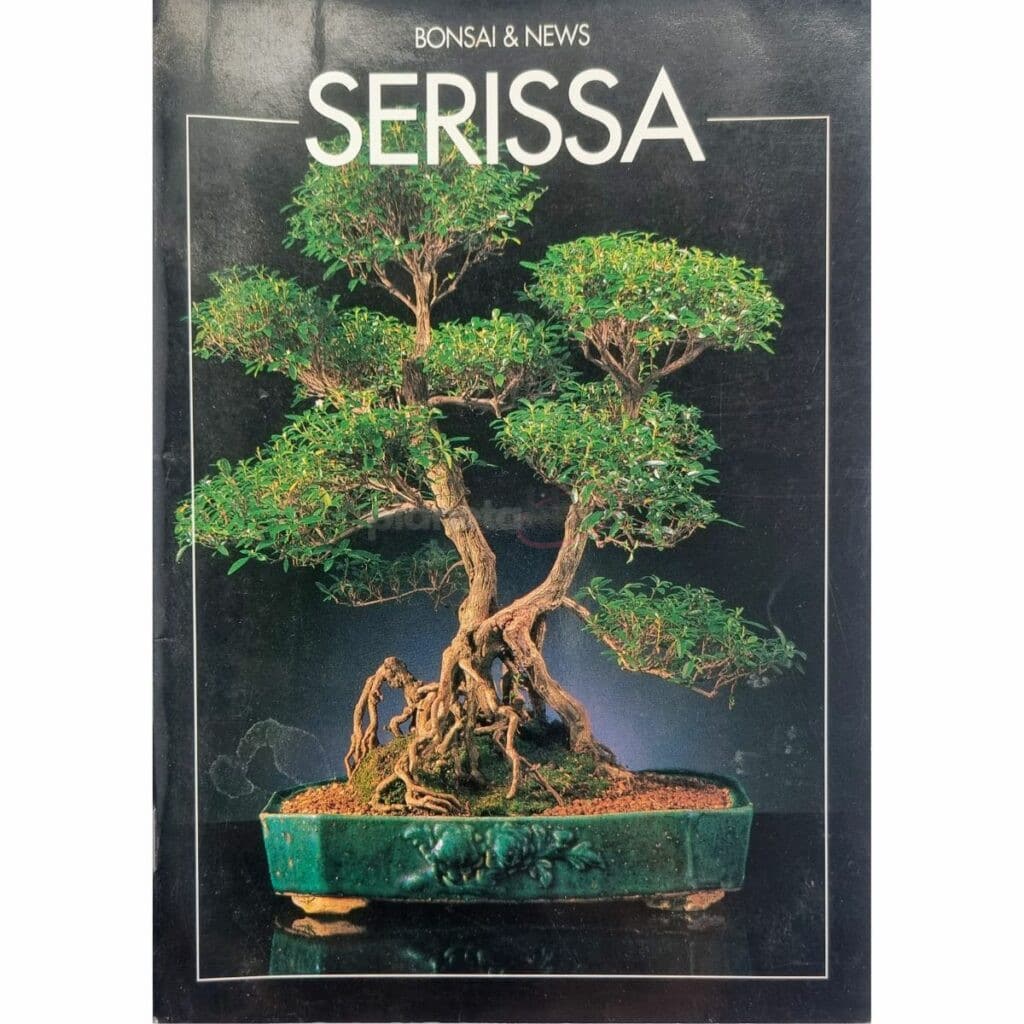 Serissa - Bonsai & News